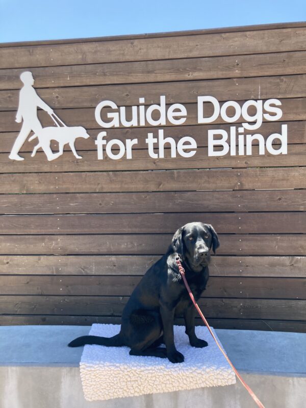 Keller poses in front of a wooden sign bearing Guide Dogs for the Blind's logo. He is sitting on a fleece mat looking at the camera.