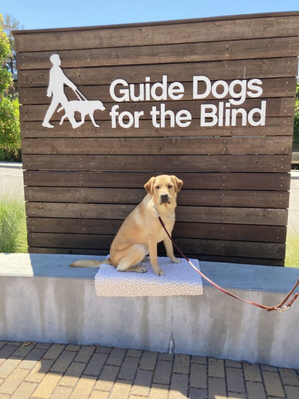 Allegro poses in front of a wooden sign bearing Guide Dogs for the Blind's logo. He is sitting on a fleece mat looking at the camera.