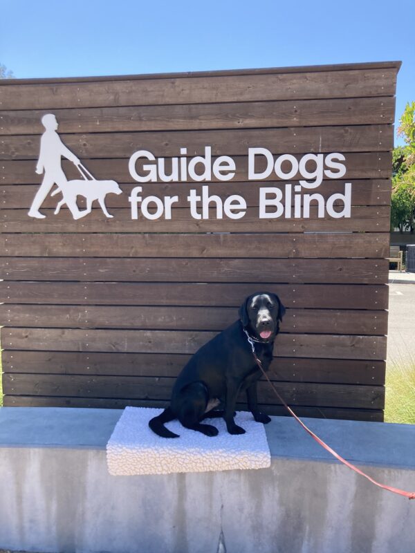 Beck poses in front of a wooden sign bearing Guide Dogs for the Blind's logo. He is sitting on a fleece rug looking at the camera.