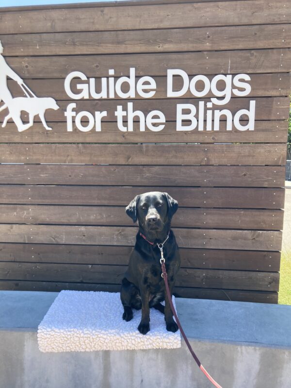Festive poses in front of a wooden sign bearing Guide Dogs for the Blind's logo. She is sitting looking at the camera.