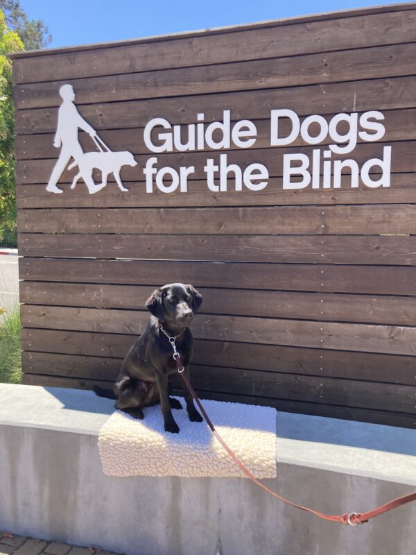 Hepburn poses in front of a wooden sign bearing Guide Dogs for the Blind's logo. She is sitting on a fleece mat looking at the camera.