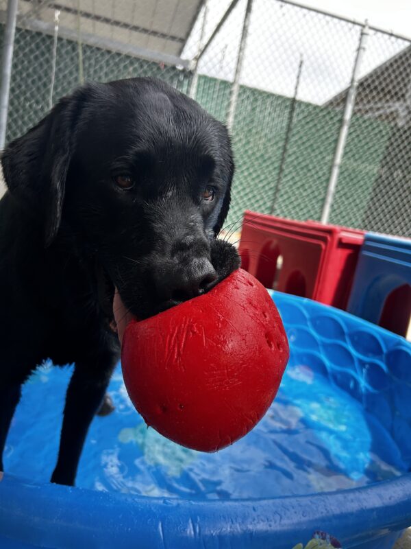 Reeves stands in the pool holding a red toy in his mouth as he looks toward the camera.