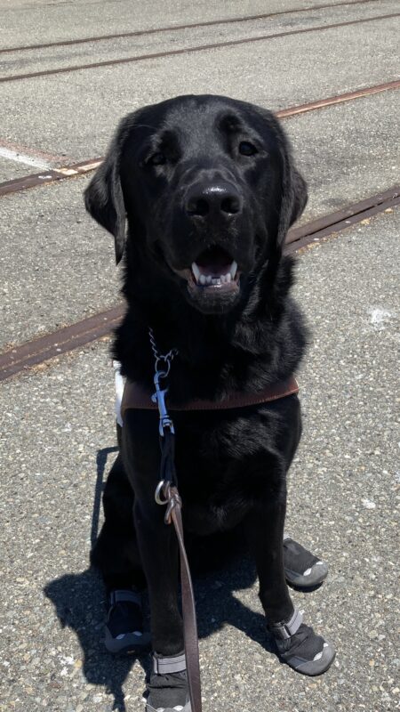 P.J. is sitting and smiling with his mouth open, showing his white lower teeth. He is wearing his harness along with black and gray boots on all his feet.