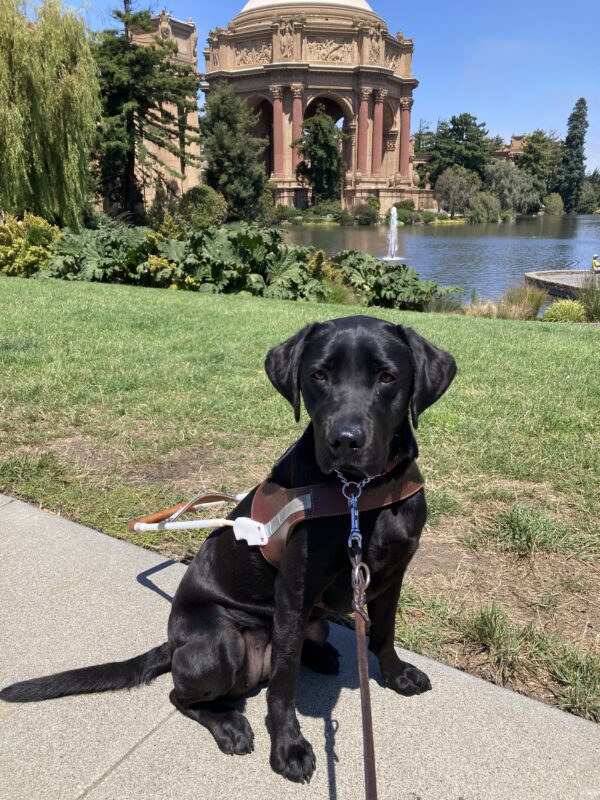 Regina is sitting, looking so serious, in harness on the sidewalk. Behind her is some green grass and plants, a small lake with a fountain and the large, iconic Palace of Fine Arts structure in the background.
