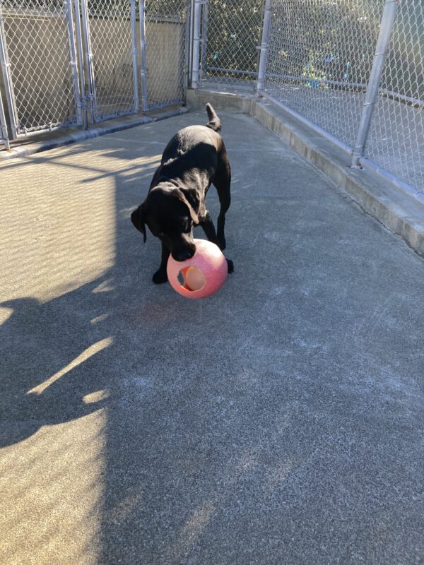 Regina is running and playing in the community run with a large, red Jolly Ball in her mouth.