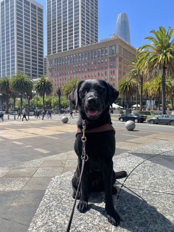 Heiress is sitting in harness on the sidewalk in an open area in downtown SF. Her mouth is open and you can see her pink tongue. There are numerous pedestrians and several tall buildings in the background behind her.