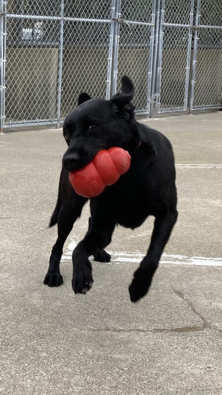 Heiress is running in the community play area with a big red Kong in her mouth. Her ears are flipped up and her front feet are off the ground.