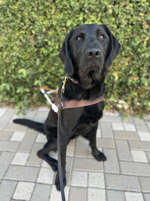 Nils sits in harness on brick pavers in front of a wall covered in green ivy. He is looking at the camera with a serious expression and his mouth closed.