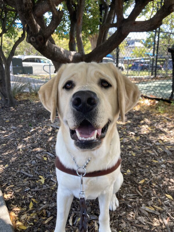 Amalfi is sitting in his harness with a big smile on his face. He sits in front of a tree.