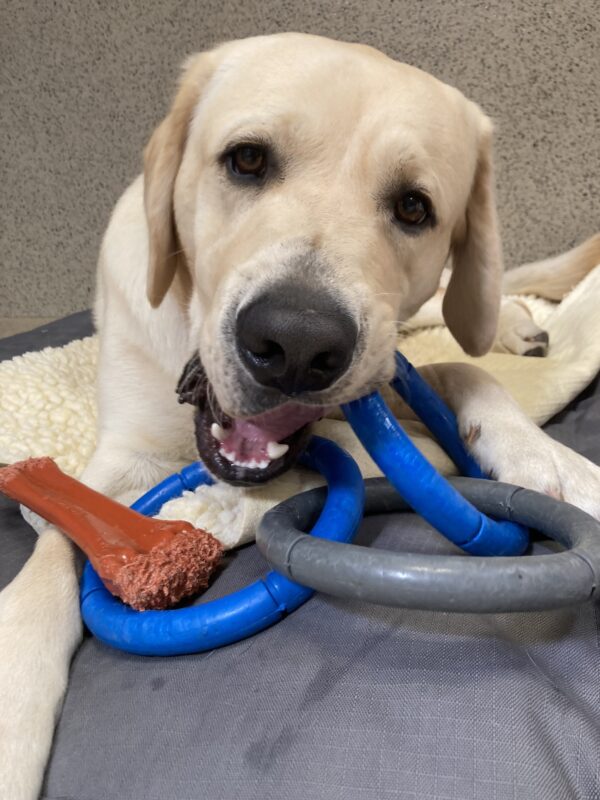 Amalfi is on a soft bed with a rubber ring toy and a nylabone. He’s calmly chewing on the toy while looking into the camera