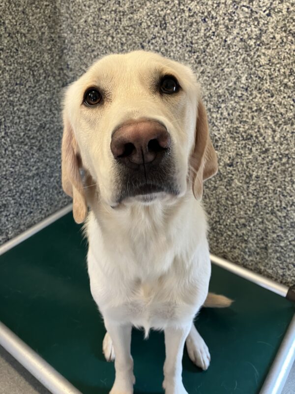 Yellow Labrador Retriever Dupree is sitting in his kennel on a green bed. He is looking up towards the camera. The blue and white speckled wall of the kennel is behind him.