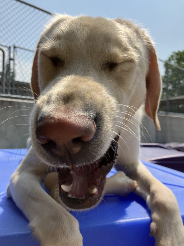Yellow Labrador Retriever Dupree is lying on a blue play structure in the community play yard. His eyes are closed and his mouth is open so that it almost looks like he is laughing.