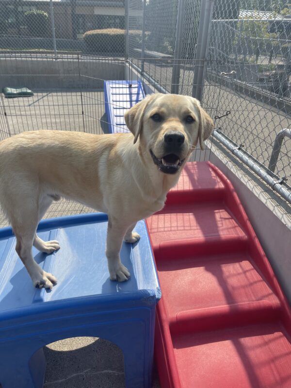 Patton, a male yellow lab, is standing on a blue play structure in the community run area of the Oregon Campus. He has a sweet smile on his face.