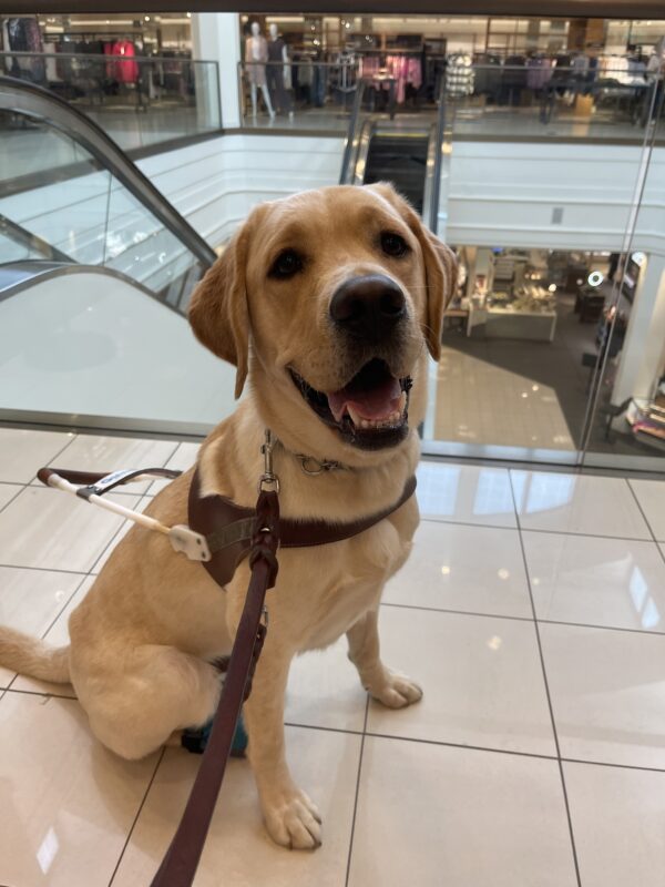 Danford, a male yellow lab, is sitting in front of an escalator in a mall. He is wearing his leather guide harness and booties on his hind feet. He looks very happy to be there.
