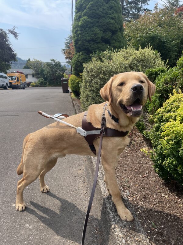 Jacob stands with his front paws up on a curb in a sidewalkless neighborhood in Gresham. He's wearing a guide dog harness and looking toward the camera with his mouth open. The street behind him is lined with various green bushes and trees.