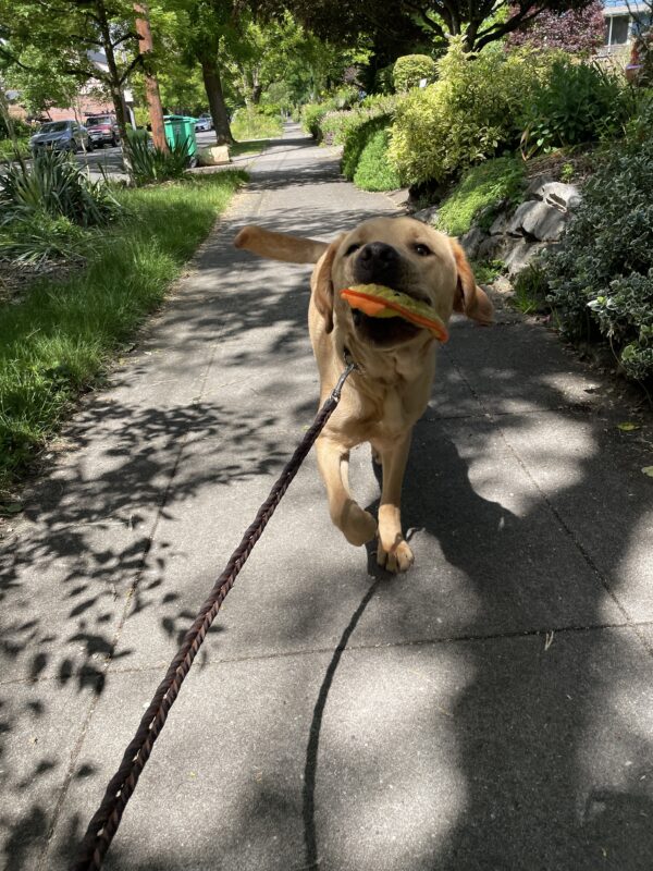 Jacob trots towards the camera on a sidewalk in the Sellwood neighborhood while holding a small chicken plush toy in his mouth. His tail is wagging and head held high as he shows off his prize. The sidewalk is shaded and lined on either side with bright green grass, bushes, and trees.