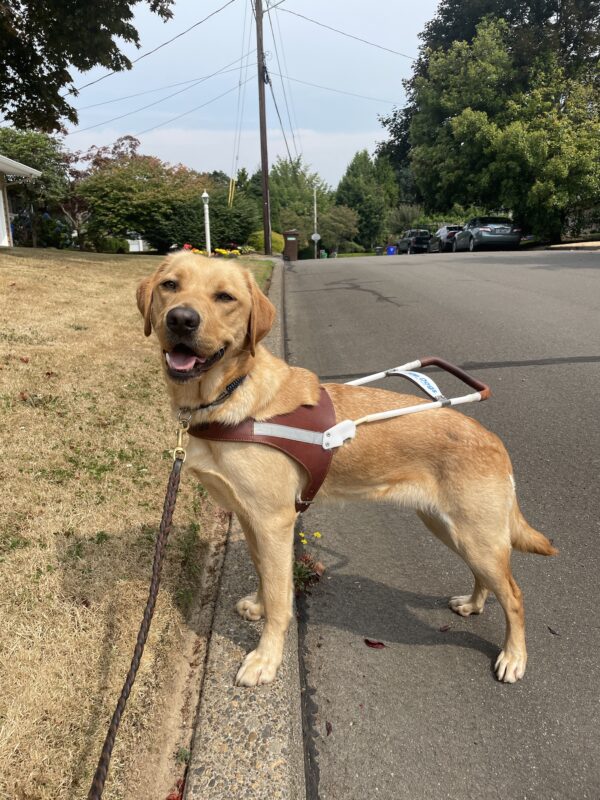 Nerissa stands with her front feet up on a curb edge in a sidewalkless neighborhood in Gresham. She's wearing a guide dog harness and turning her head towards the camera while lightly panting.