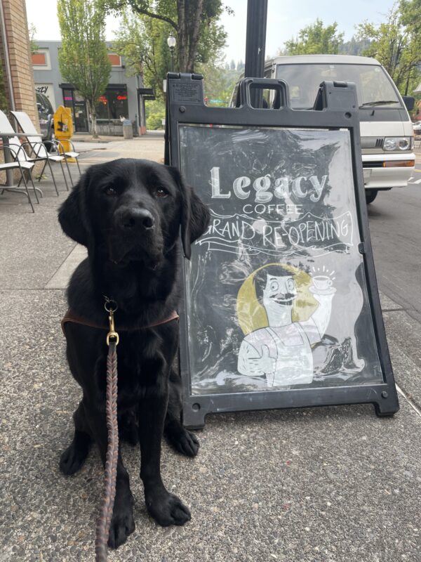 Nobu sits next to a sandwich board in front of a coffee shop that reads “Legacy Coffee Grand Re-Opening” with a picture of Bob Belcher from Bob’s Burgers. Nobu is wearing a guide dog harness and facing the camera with his ears pricked forward.