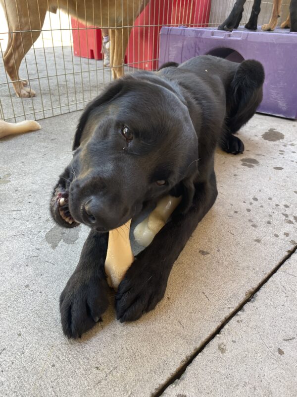 Nobu chewing on a Nylabone in community run. He is lying on the ground holding the Nylabone up between his front paws. Between his front legs and peaking out from under his chest there is also another Nylabone, just in case he needs a spare.