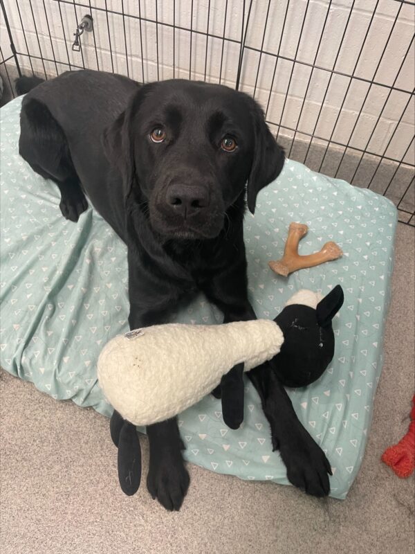 Black female lab 