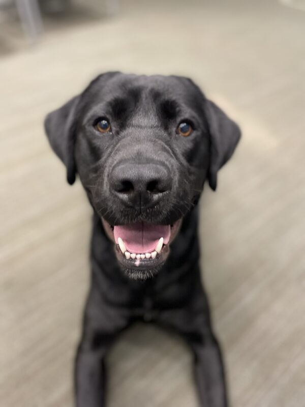 <p>Matrix practices a down-stay and looks up proudly at the camera.</p>