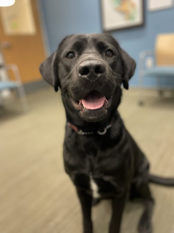 <p>Matrix sits in an office looking eagerly at the camera awaiting a treat.</p>