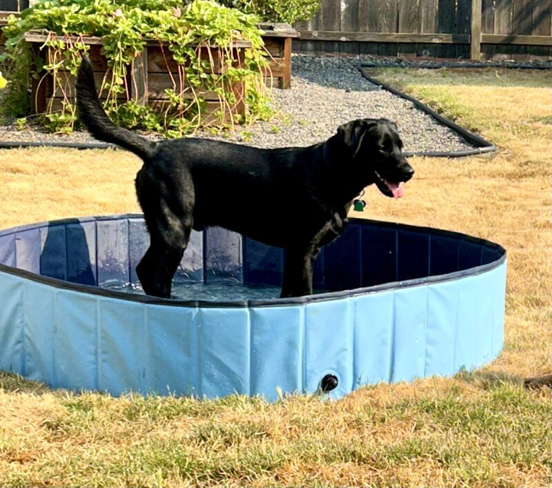 <p>Socrates takes a break from the heat and stands in the water in a blue portable wading pool on a backyard lawn.</p>