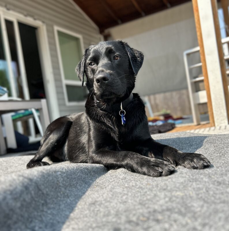 <p>Socrates lays on a grey outdoor rug on the deck in his foster home. Behind him are a sliding door and exterior house window.</p>