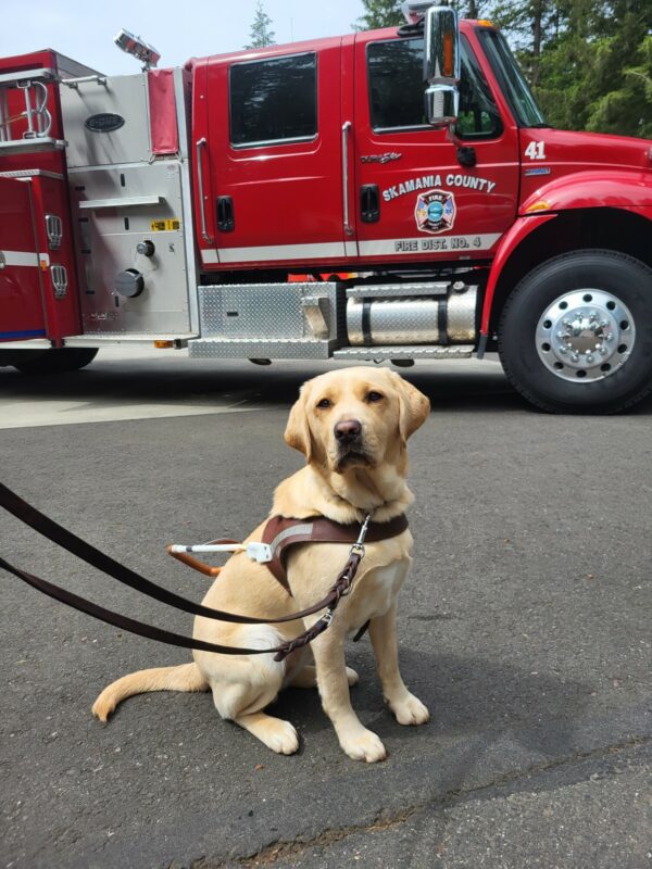 Fatima, a yellow Labrador Retriever, is sitting in harness in front of a red firetruck.