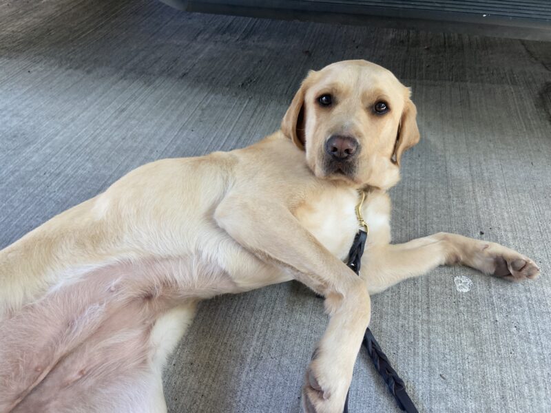 Fatima is laying on her side, belly exposed, head raised looking at her handler; she is waiting for belly rubs after a fabulous route in town.