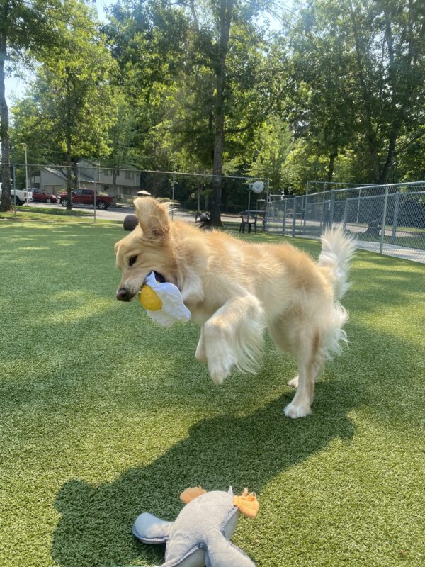 <p>Zinc bounces through the air in the grass play yard on our Oregon campus. In his mouth he is holding a stuffed toy shaped like a fried egg and he is pouncing on a stuffed duck toy.</p>
