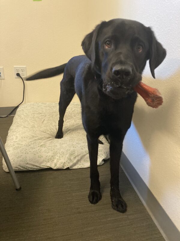 Alto stands on a dog bed with a red dog toy hanging out of his mouth. He is mid wag as he looks adoring towards the camera.