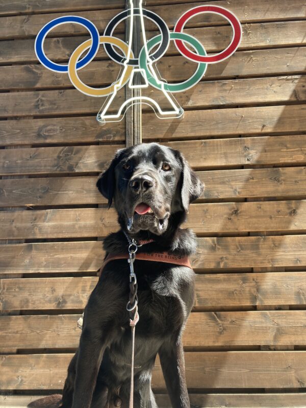 Alto proudly sits in harness on front of the Olympic logo. His mouth is slightly ajar and his tongue hangs out.