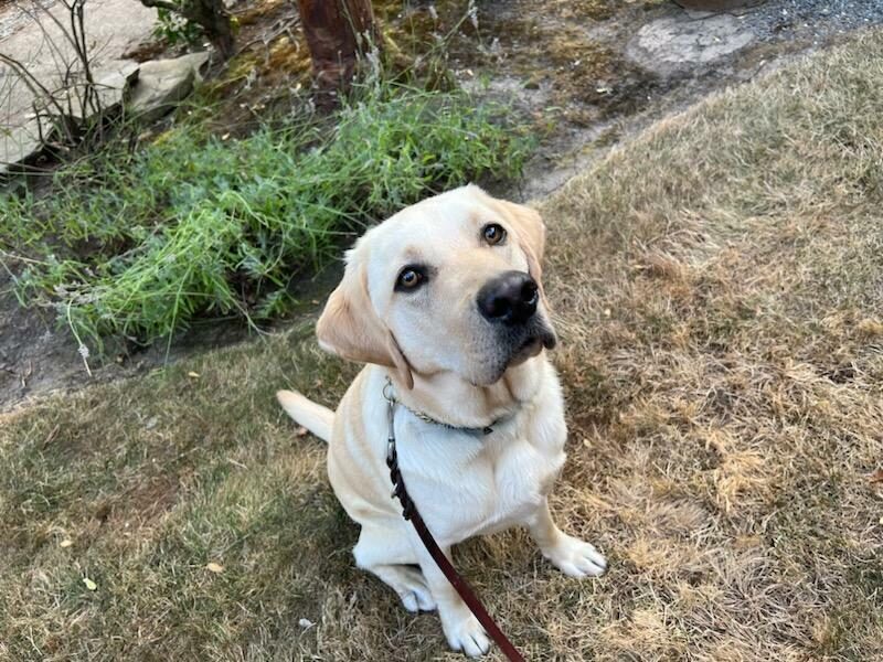 Powers, a yellow Labrador Retriever, is sitting on grass looking at his handler while in foster care.