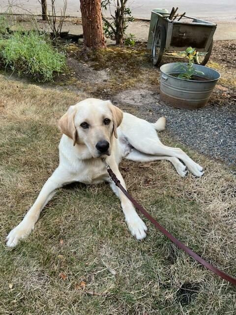 Powers is laying in the grass relaxing while in foster care. The landscape behind him includes a green bush, a round metal planter, gravel, and a wood wheelbarrow.