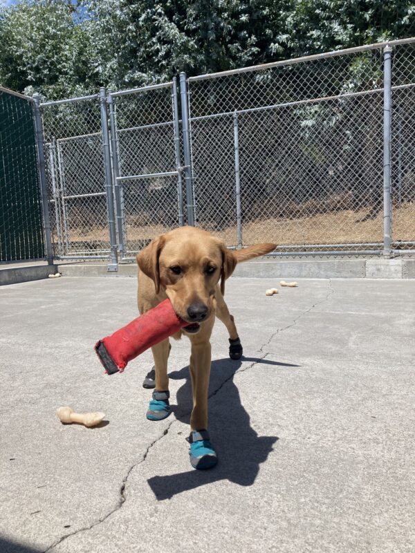 Jovie runs in the community run area in her booties while holding a red toy.