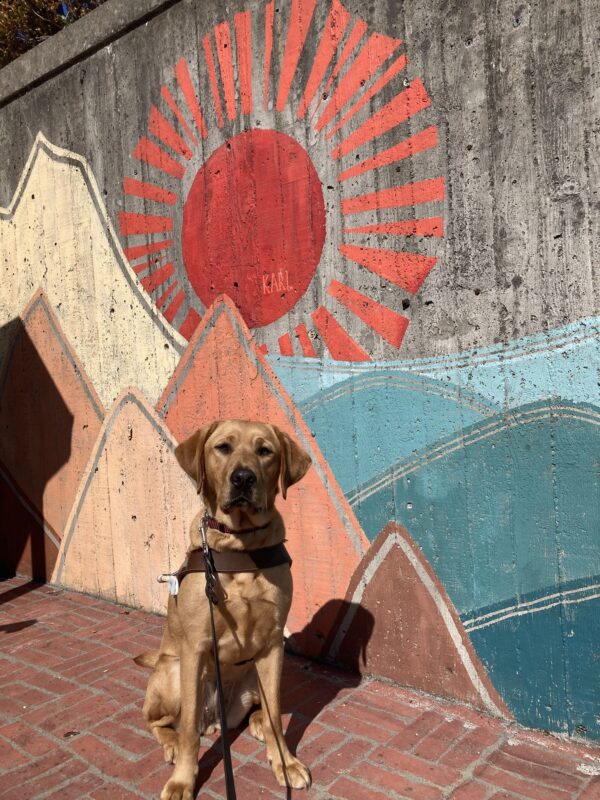 Jovie sits in harness in front of a colorful mural.