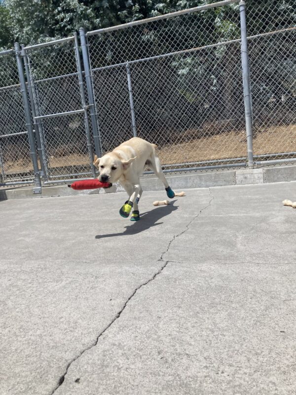 Wrangler plays in community run holding a red  toy and wearing his booties.