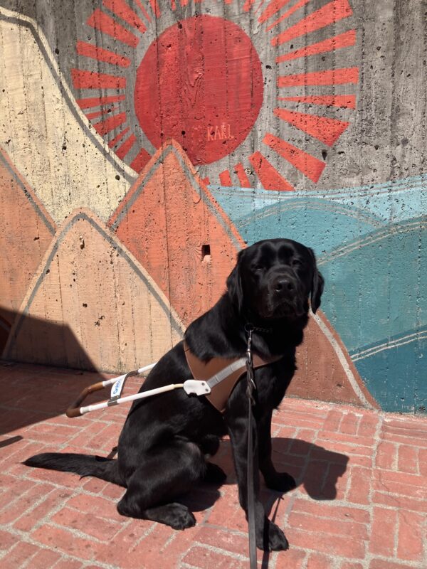Navarone sits in harness in front of a colorful mural.