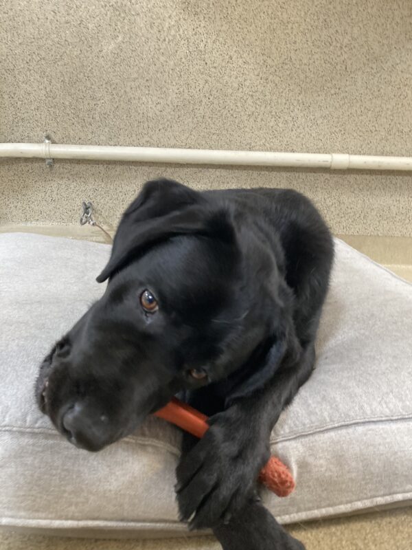 Navarone lays on tie-down holding a bone between his paws and chewing.