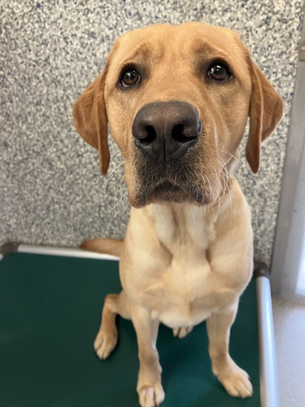 Yellow Lab Lancer is sitting in his kennel on a green bed. He is looking up past the camera with his big brown eyes, an expectant look on his face.