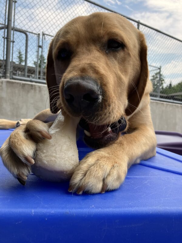 Yellow Lab Lancer is lying on a blue play structure in the community play yard chewing on a Nylabone. Fencing and a blue, cloudy sky are in the background.