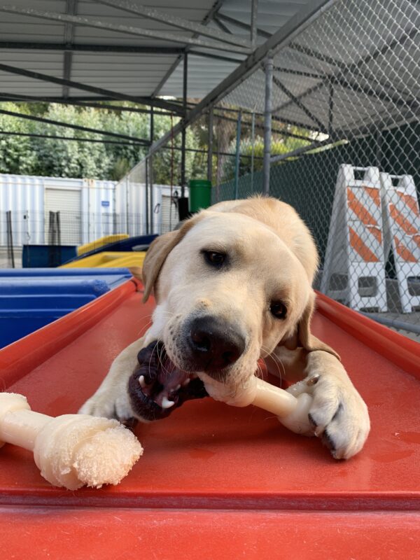 Matt relaxes on a red play structure while chewing a Nylabone.