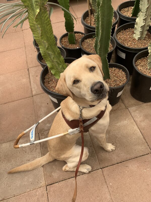 Matt sits in harness looking up at the camera with several tall cactus in the background.