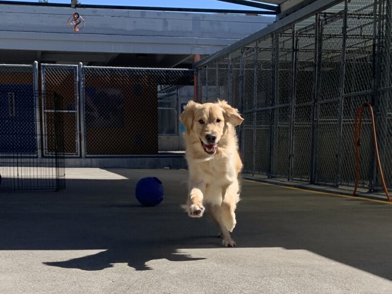 Gerard is airborne with a delightful expression on his face as he runs towards the camera.