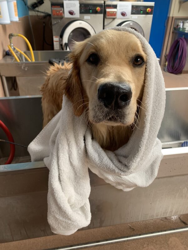 Post spa day, Mars looks at the camera while standing in a bathtub with a white towel partially wrapped around his head.