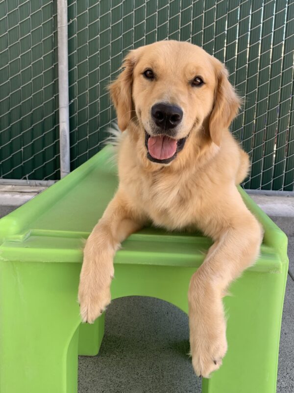 Picture perfect: Mars lays on a lime green play structure sporting his signature smile.