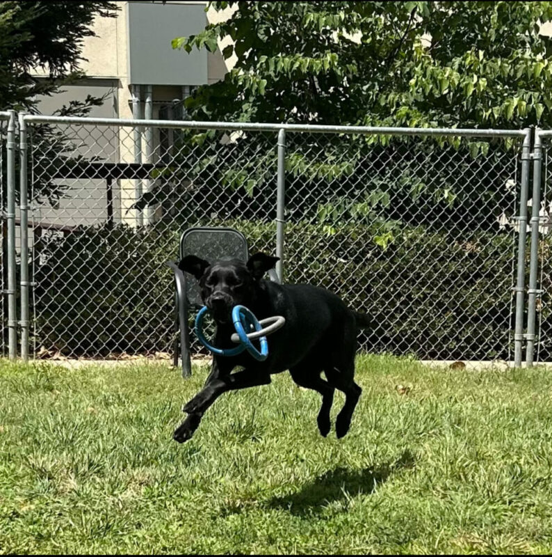 <p>Willa running in a grass yard with a three-ring toy in her mouth.</p>