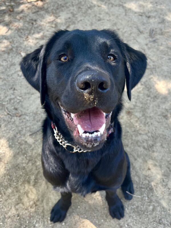 Close-up shot of Rinda off-leash in a play area on campus. Rinda is sitting, looking up at the camera with bright eyes and a big smile - some dirt can be seen on her nose and mouth (clearly a sign of a good time!)