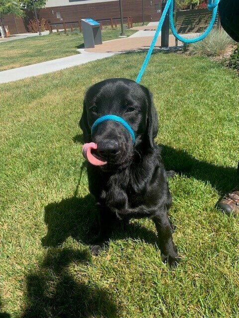Black lab Abrazo is wearing a blue easy leash and is licking his lips after receiving a treat!